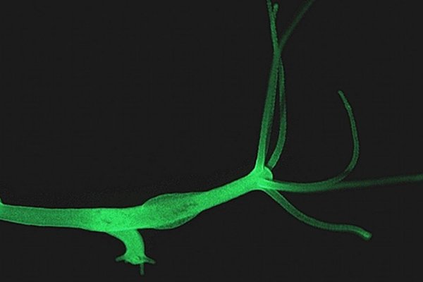 Кракен как войти